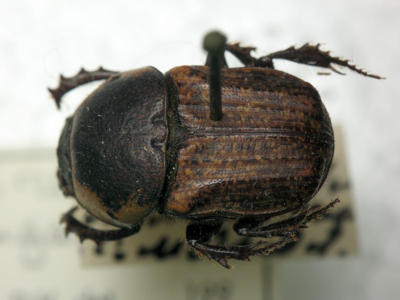 Chironitis hungaricus Herbst, 1789